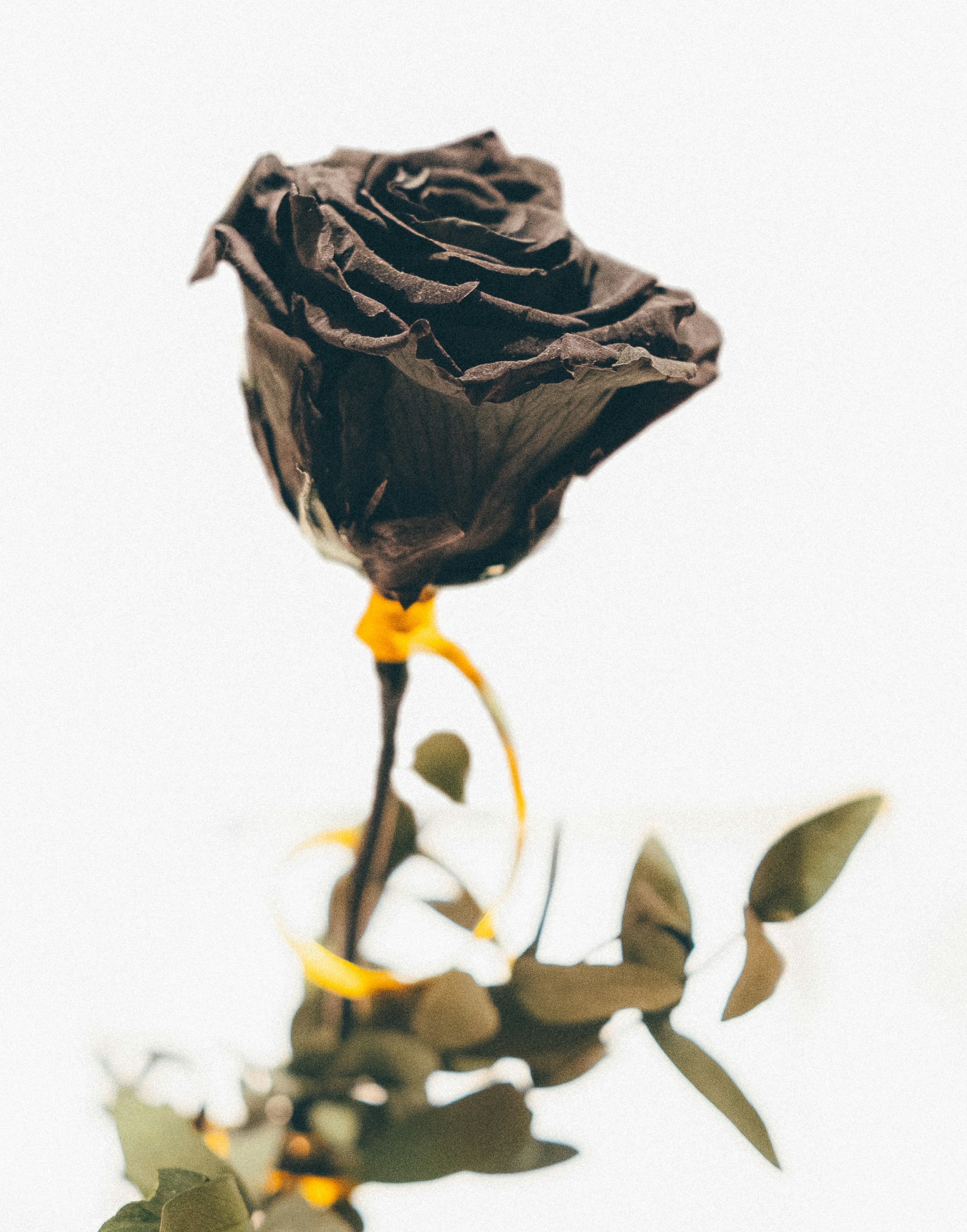 A black rose shows signs of dying.